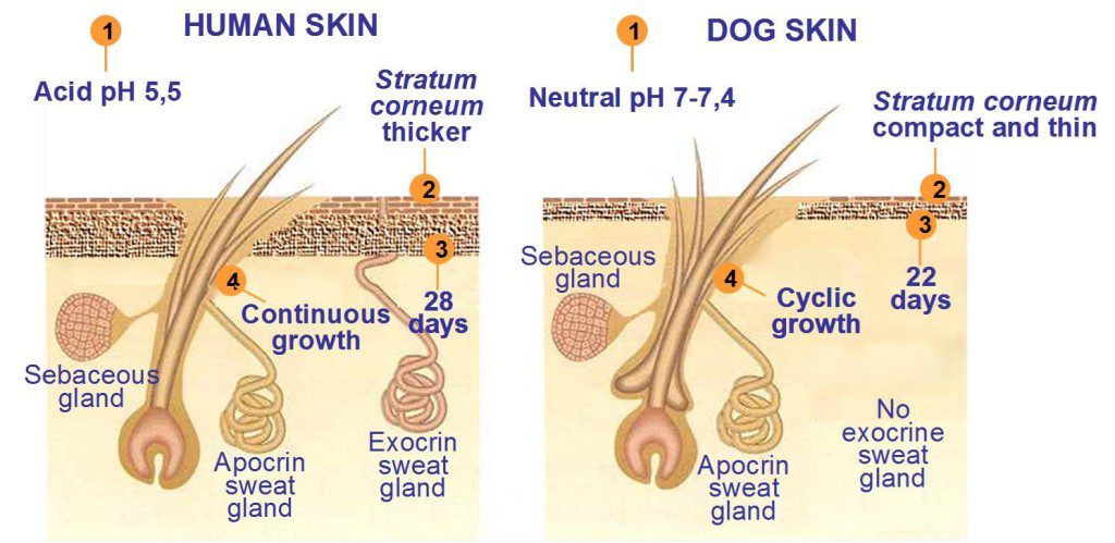 skinSCimage