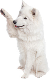dog with paw up