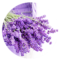 lavenderoil.png