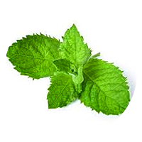 menthol