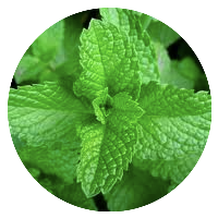 peppermint