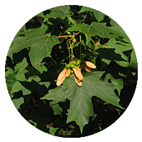 Sugar Maple