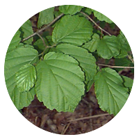 witch-hazel1.png